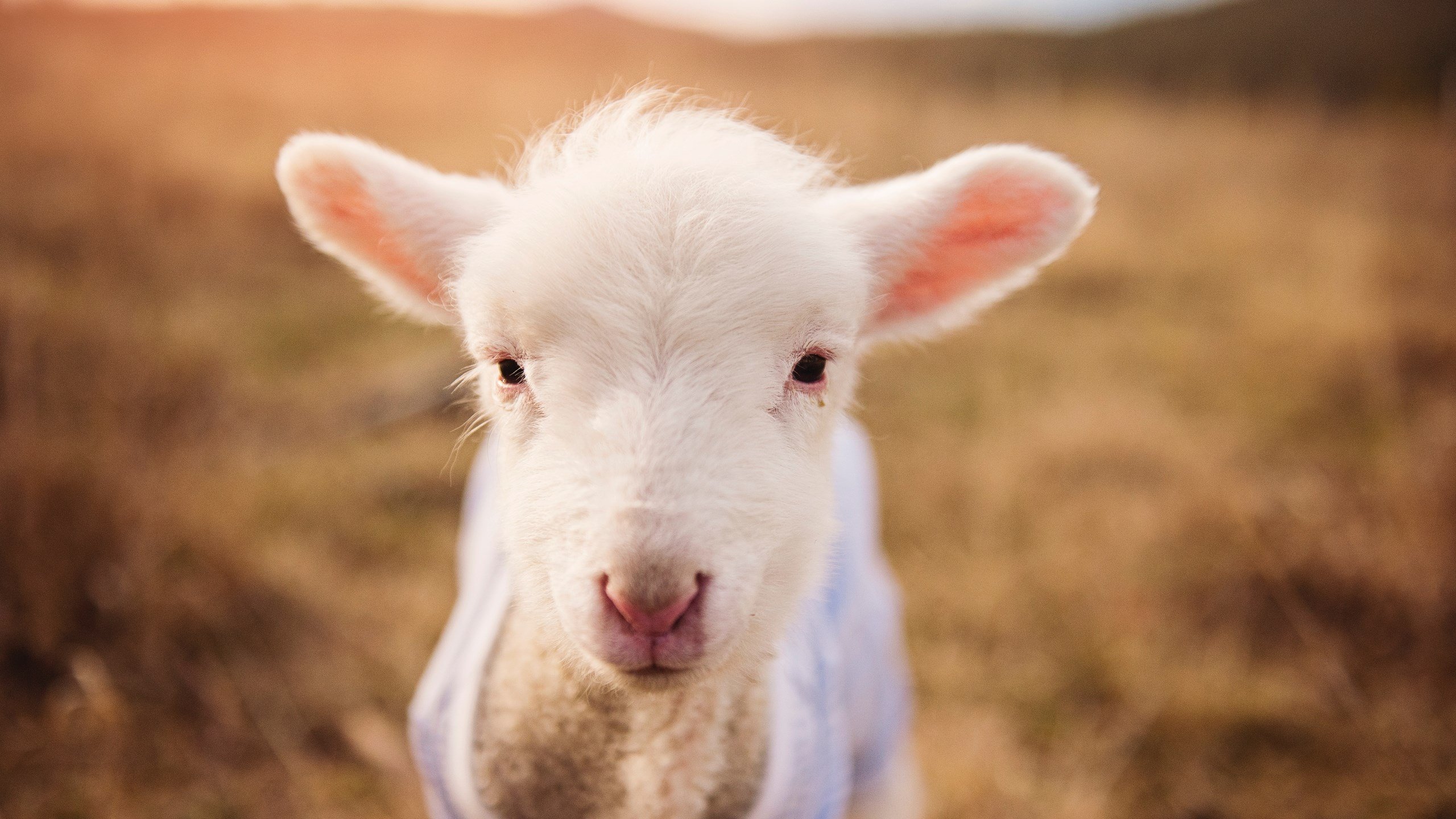 kaiyun 开云体育-“极限速度突破：传感器引领投球表现全面升级”