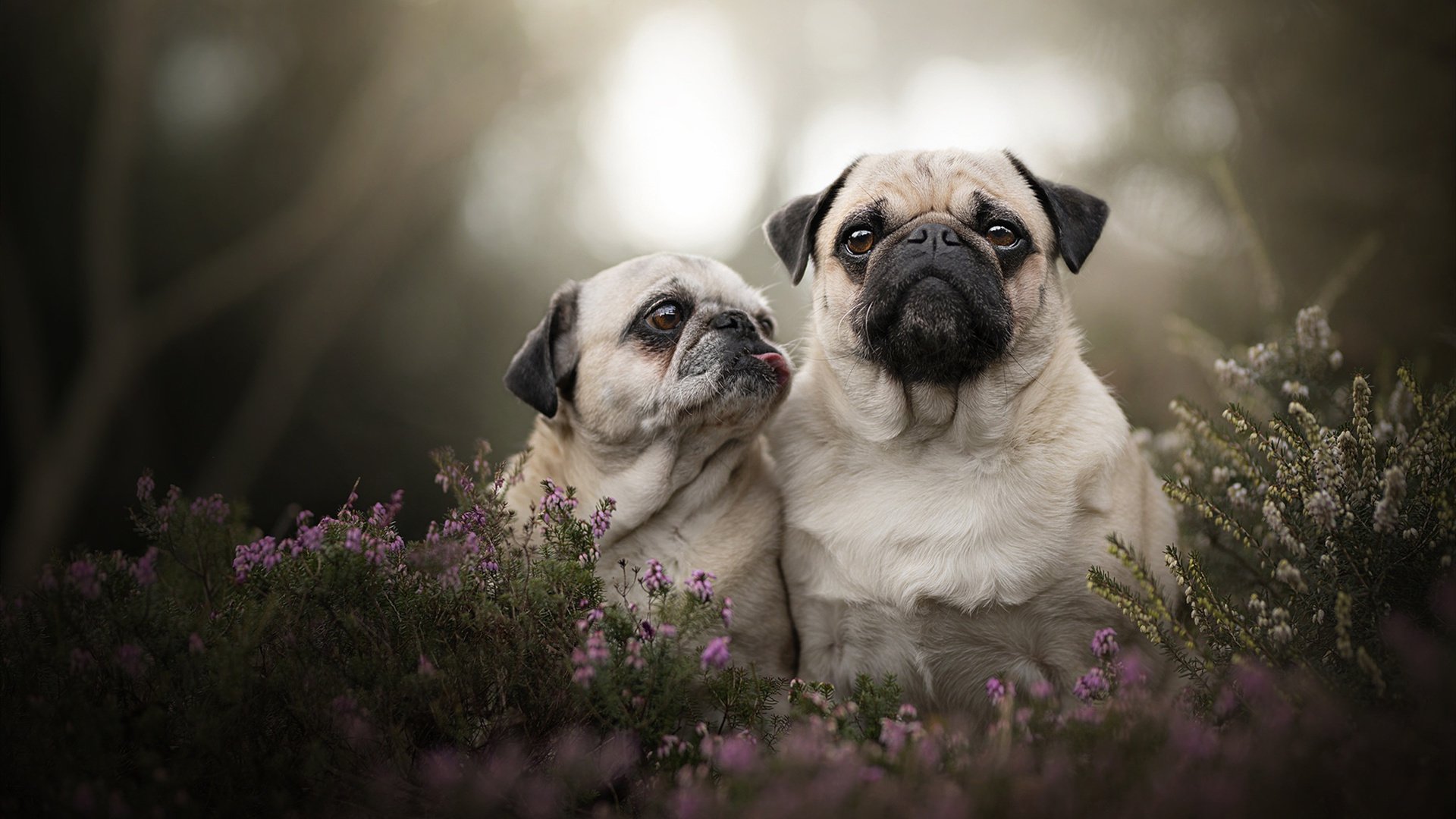 开云 官网 入口-《Dota 2环太平洋冠军赛，天府之国成都迎来巅峰对决》，dota太平洋游戏网