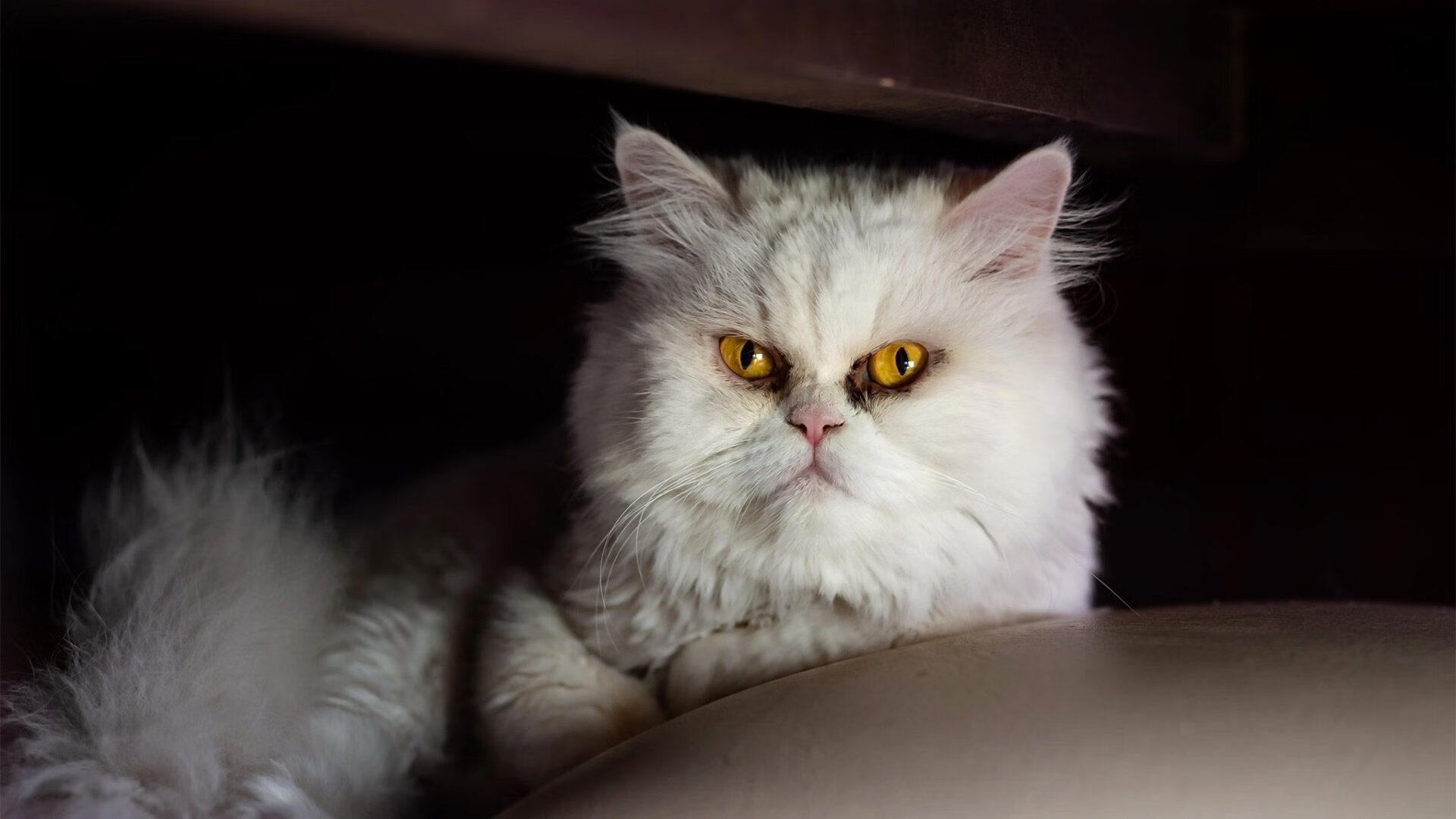 开云体育官网下载安装-新疆篮球联赛扩大规模，推动地区体育产业发展，新疆 篮球